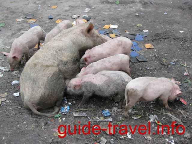 Индия фото - Картинка под стать настроению