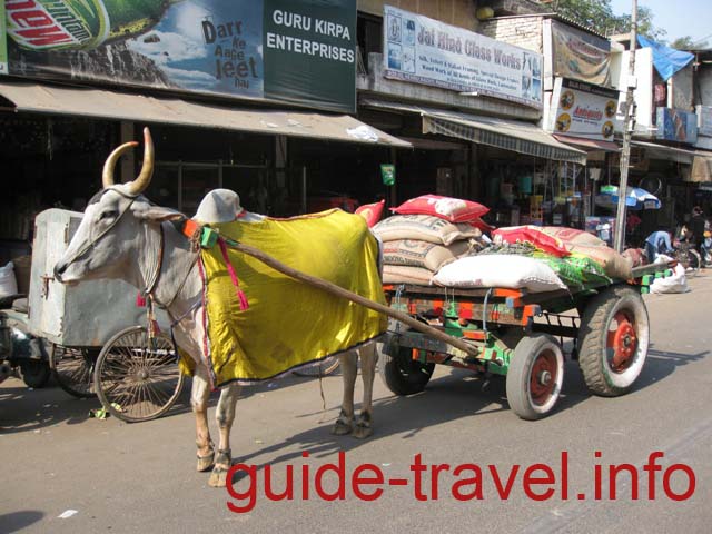 Индия фото - На улицах Дели