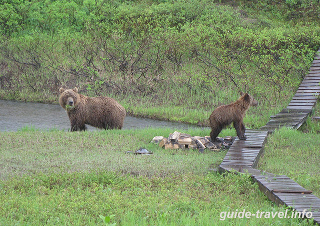 Медведи на дорожке в нужник