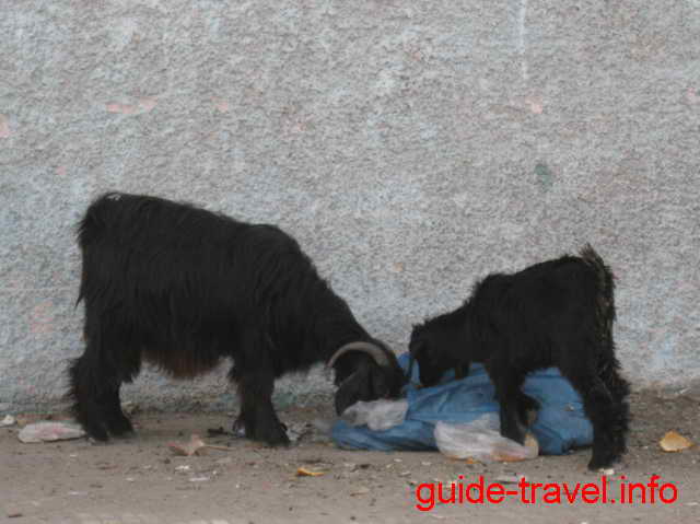 Козы в городе