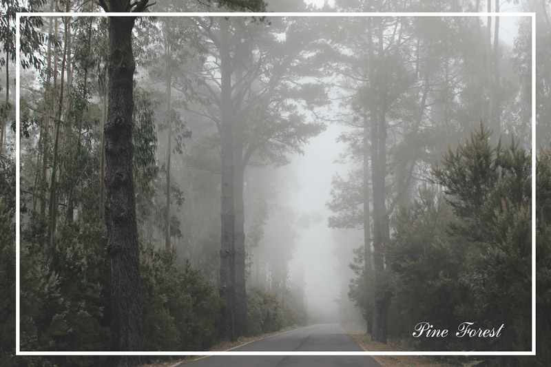 Лес Pine Forest по дороге к Тейде